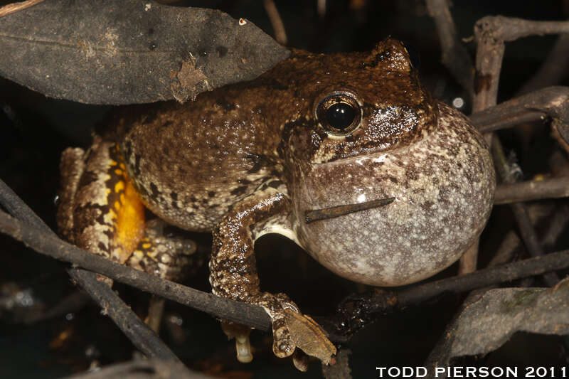 Image of Cope's Gray Treefrog