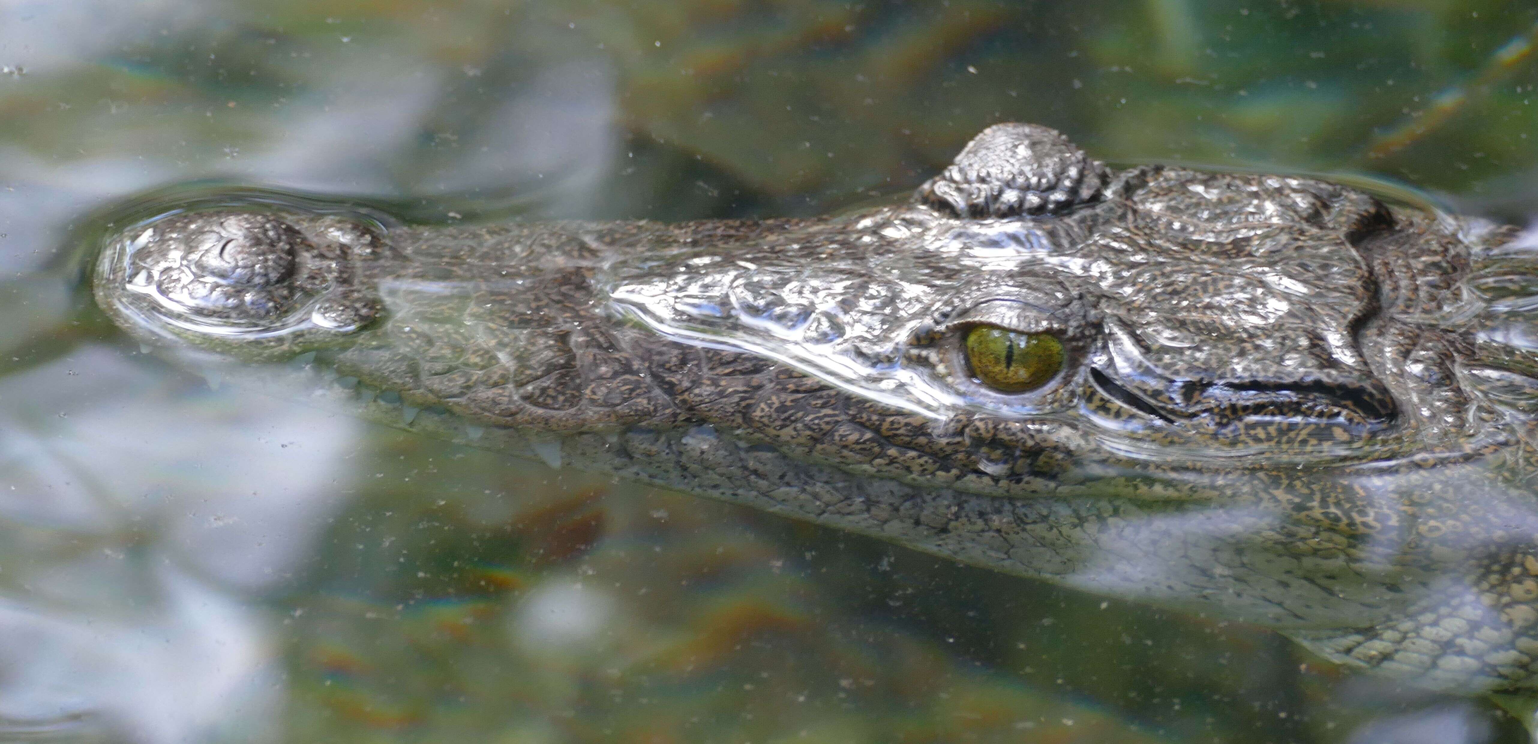 Image of crocodiles