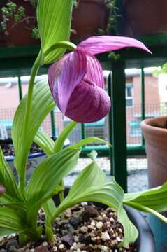 Image of Large-flowered Cypripedium