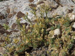 Image of Bodie Hills cusickiella