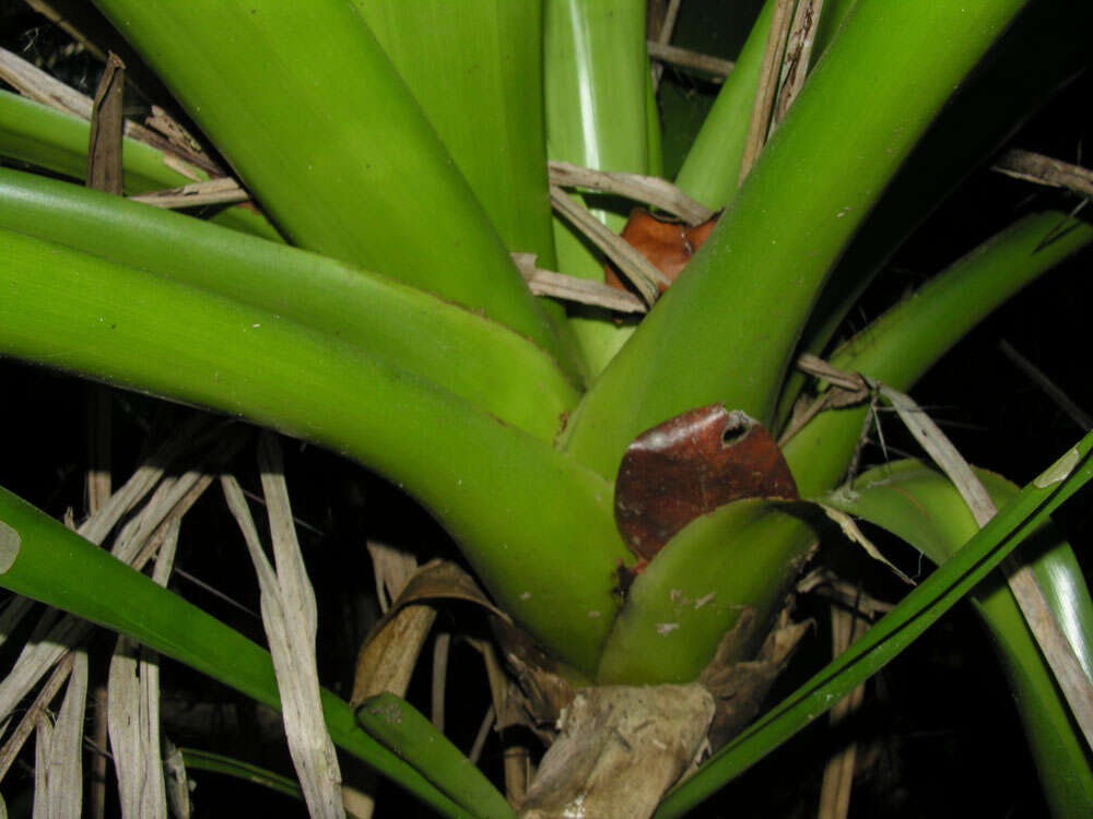 صورة Werauhia gladioliflora (H. Wendl.) J. R. Grant