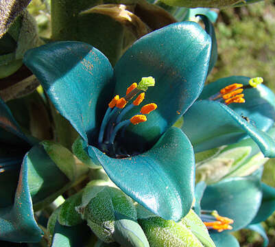 Image of Puya berteroniana Mez