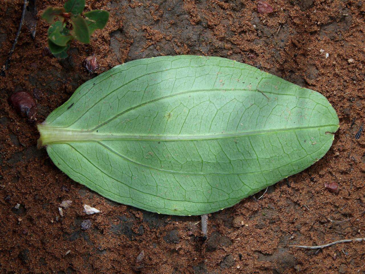 Image of Ichthyothere latifolia Baker