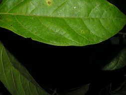 Image of Mortoniodendron anisophyllum (Standl.) Standl. & Steyerm.
