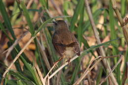 Image of Tawny-flanked Prinia