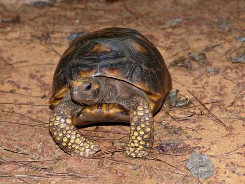 Image of Yellow-footed Tortoise