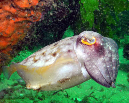 Image of cuttlefishes