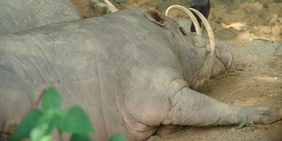 Image of babirusa