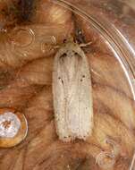 Image of Agonopterix yeatiana Fabricius 1781