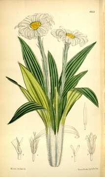 Image of Common Mountain daisy