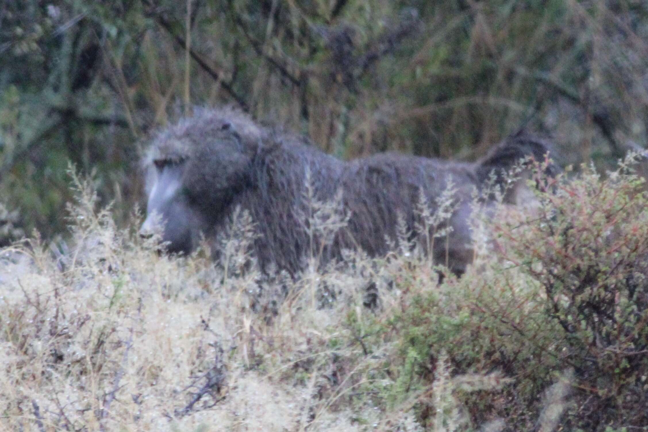 Image of Baboon