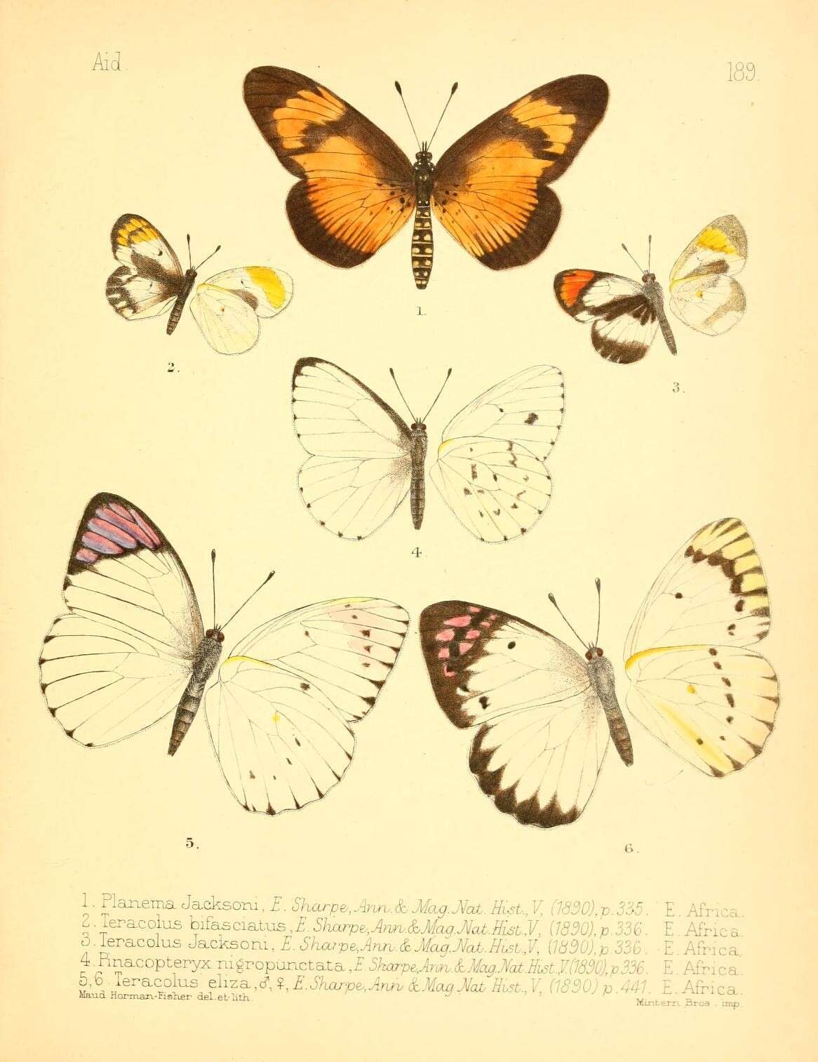Imagem de Acraea esebria Hewitson 1861