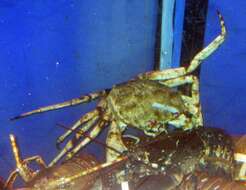 Image of deepsea crabs