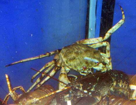 Image of golden deepsea crab