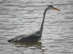 Image of Grey Heron