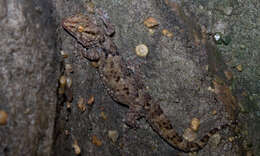 Chondrodactylus bibronii (Smith 1846) resmi