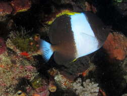 Image of Black Pyramid Butterflyfish