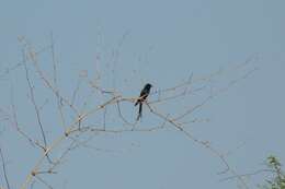 Image de Drongo royal