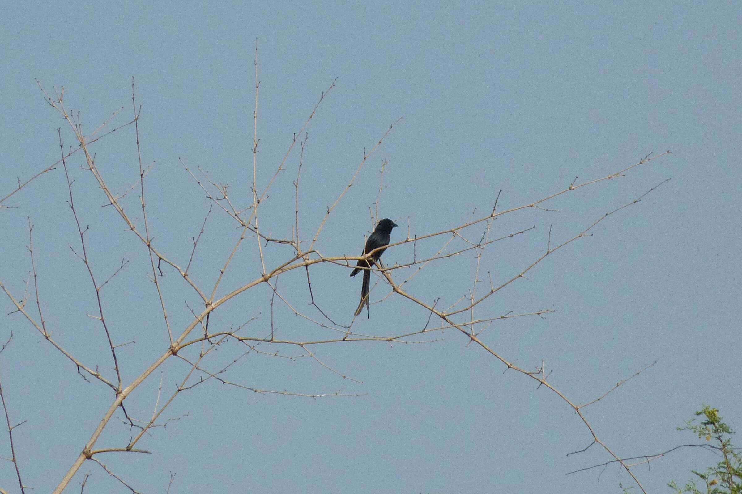 Image of Black Drongo