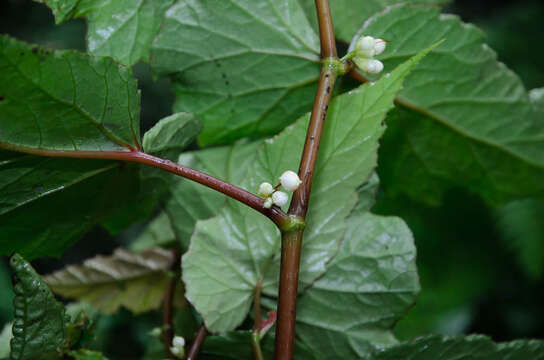 Image of Begonia aptera Blume