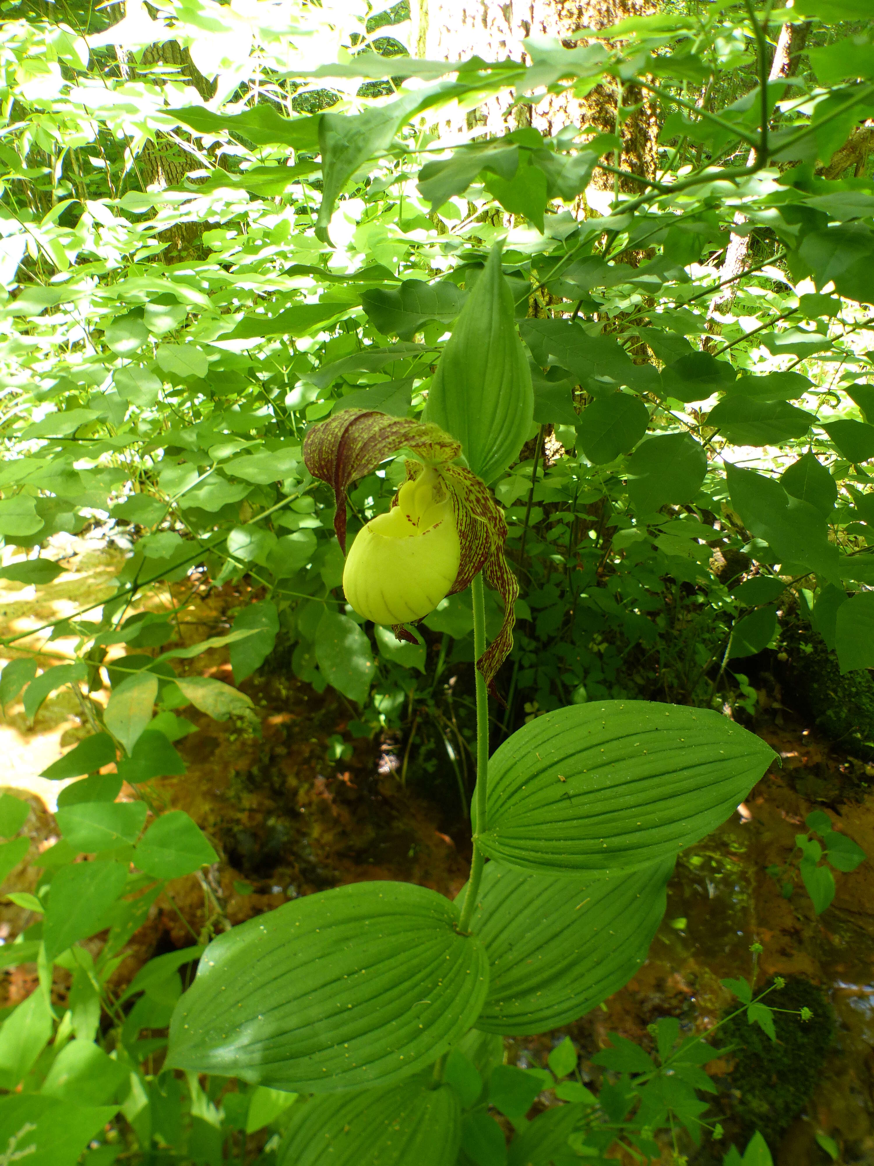 Image of Kentucky lady's slipper