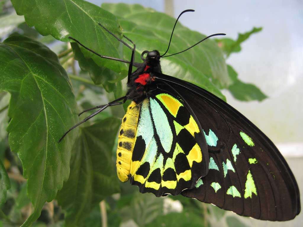 Sivun Ornithoptera kuva