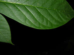 Image of Daphnopsis costaricensis K. Barringer & Grayum