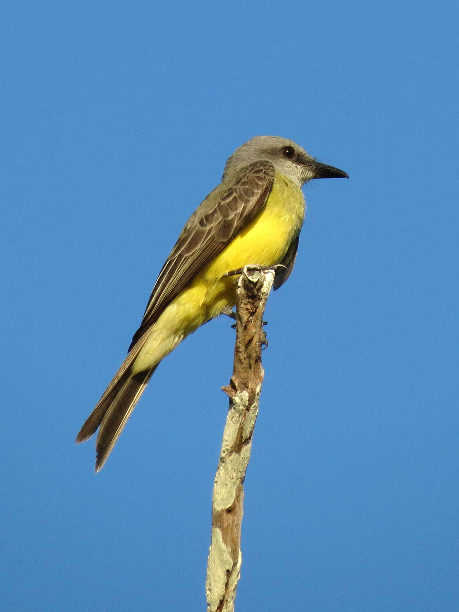 Image of Kingbird
