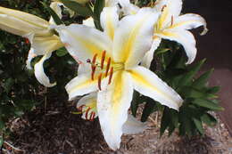 Lilium speciosum Thunb. resmi