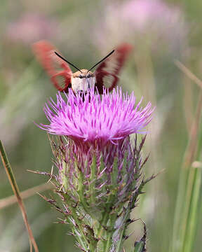 Image of Hummingbird Clearwing