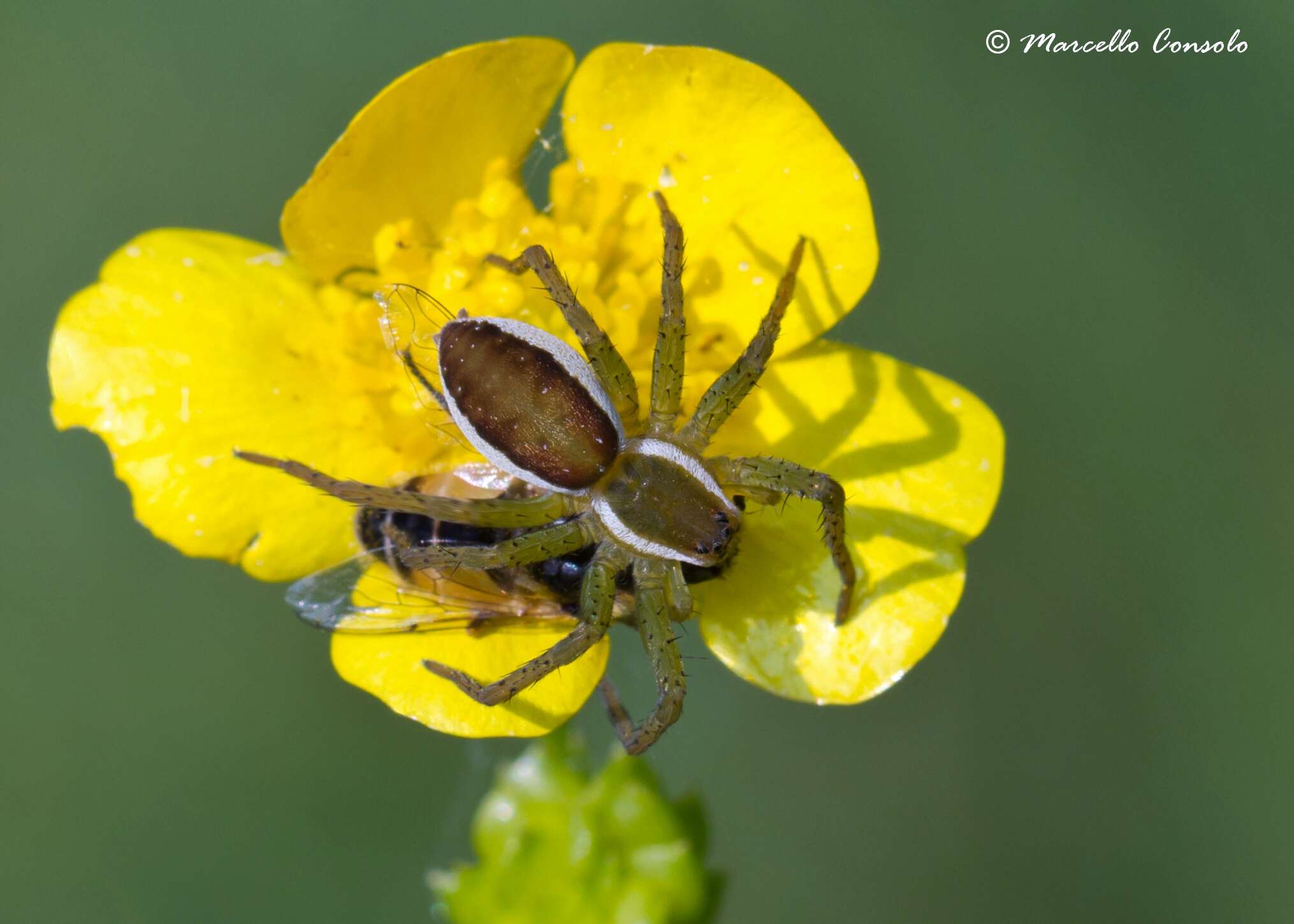 Image of Fishing Spiders