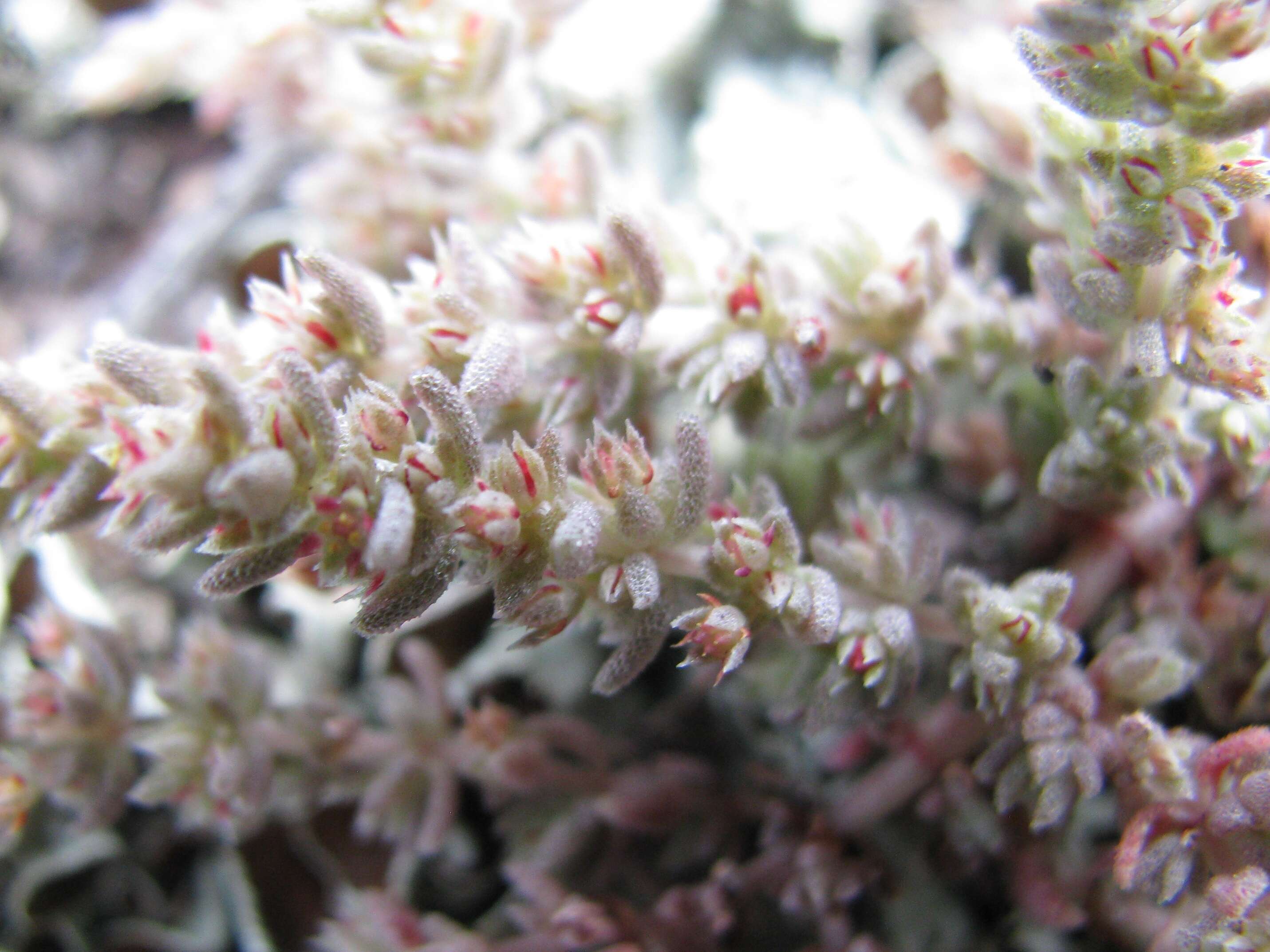 Image of Siberian pygmyweed