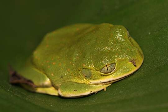 Image de Leptopelis Günther 1859