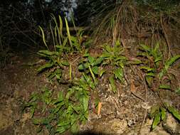 Image of Deer tongue fern