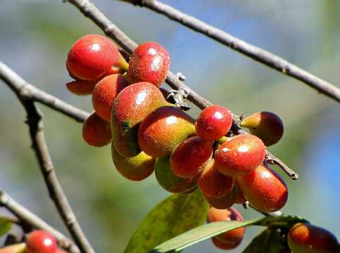 Xylopia sericea A. St.-Hil.的圖片