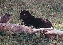 Image of big cats