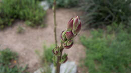 Image of Texas yucca