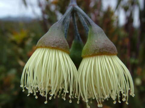 Слика од Eucalyptus sepulcralis F. Müll.