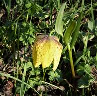 Image of Fritillaria aurea Schott