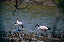 Image of Australian White Ibis