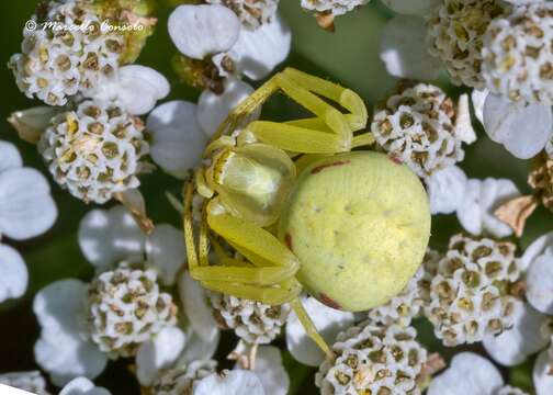 Image of Flower Crab Spiders