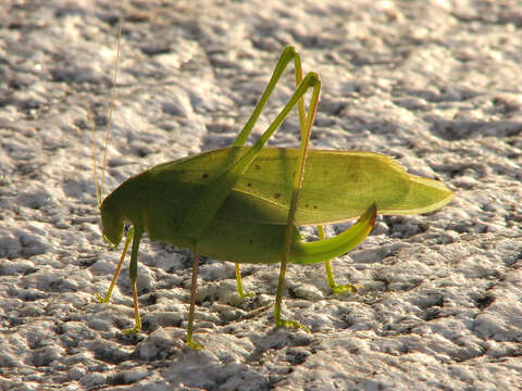 Image of Big Bend False Katydid