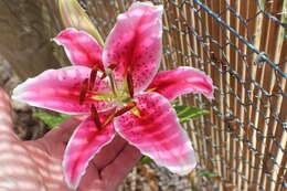 Lilium speciosum Thunb. resmi