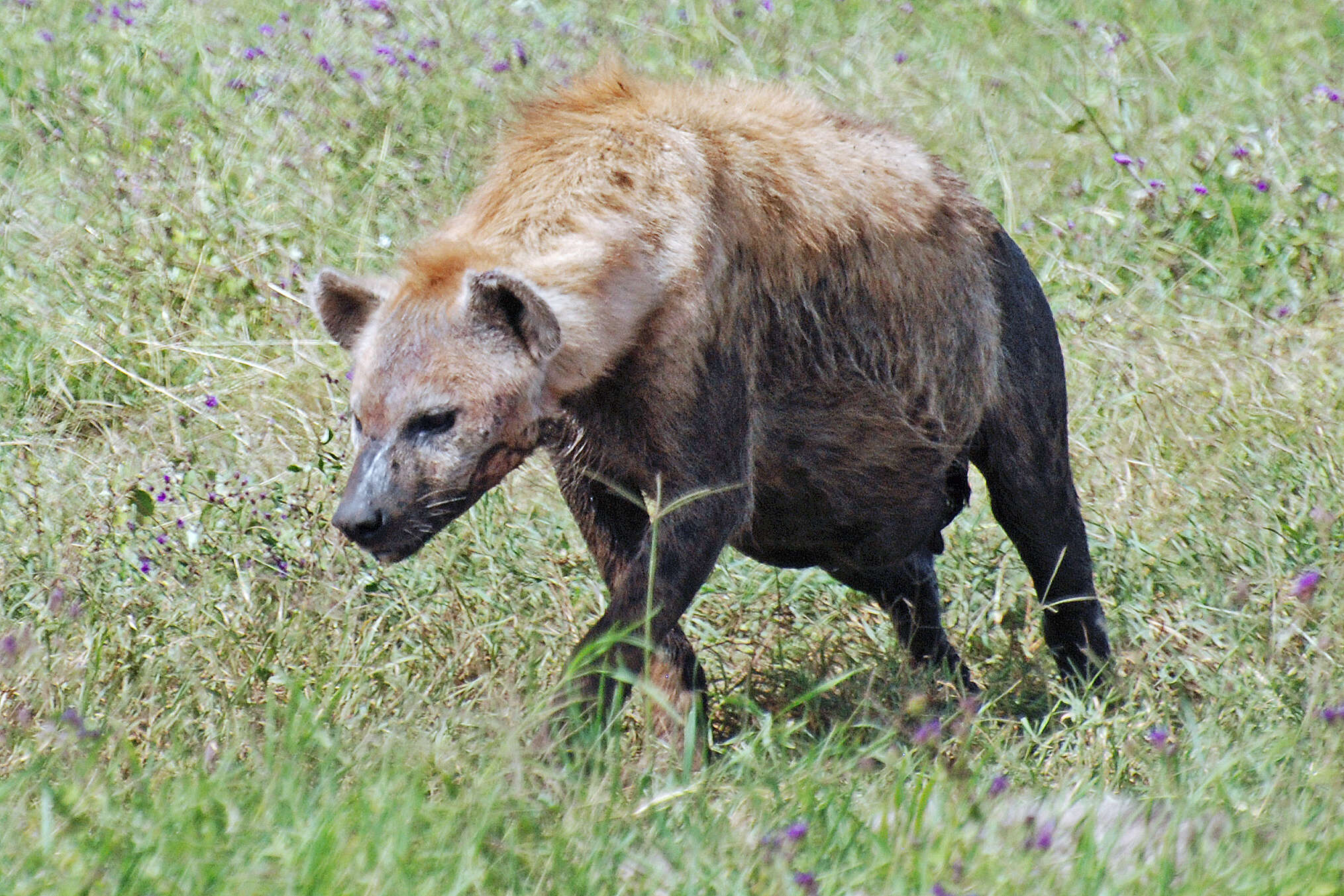 Image of Spotted Hyaenas