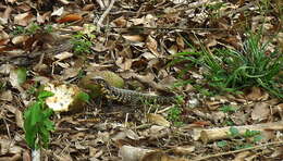 Image of Gold tegu