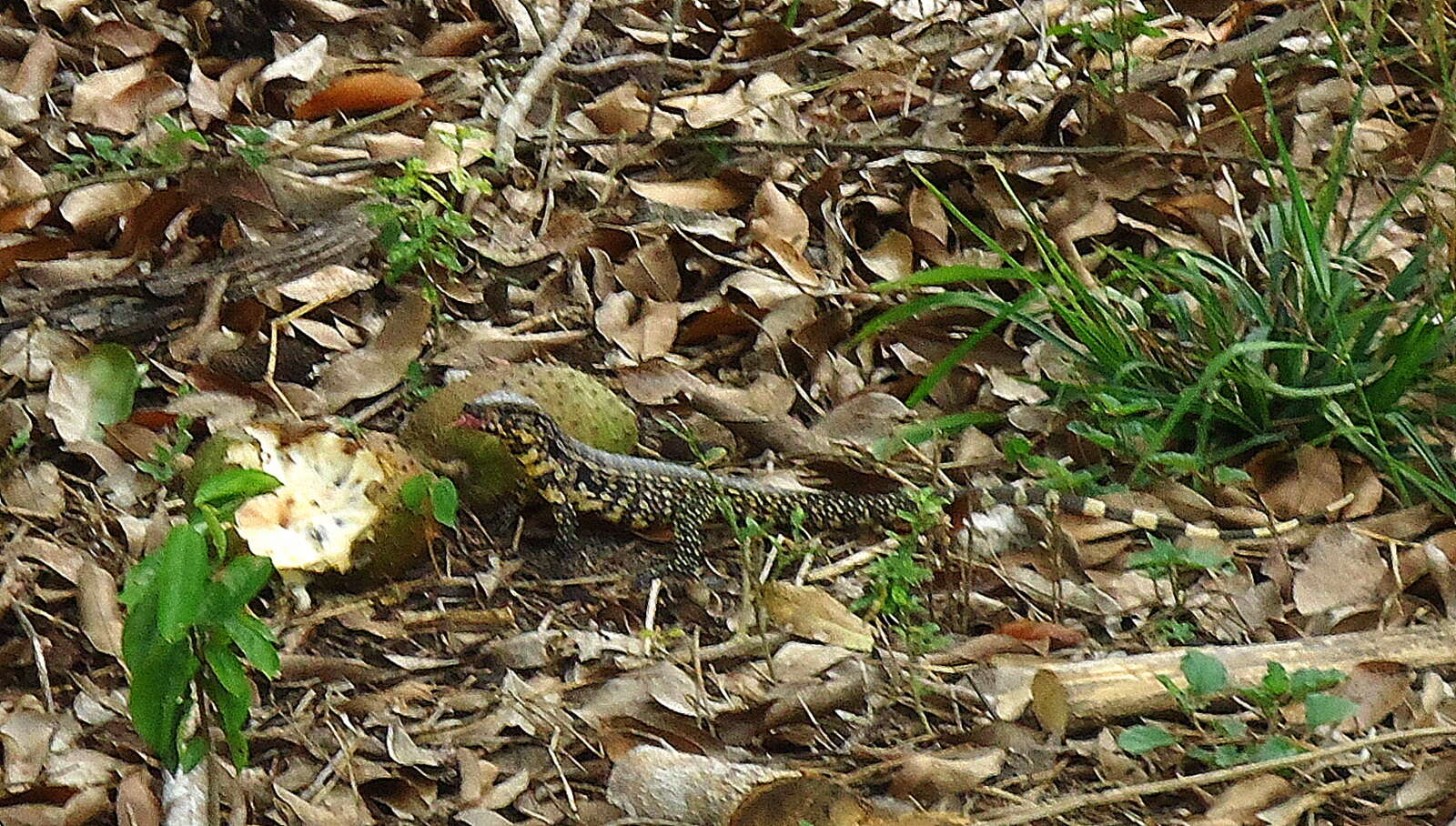 Image of Gold tegu