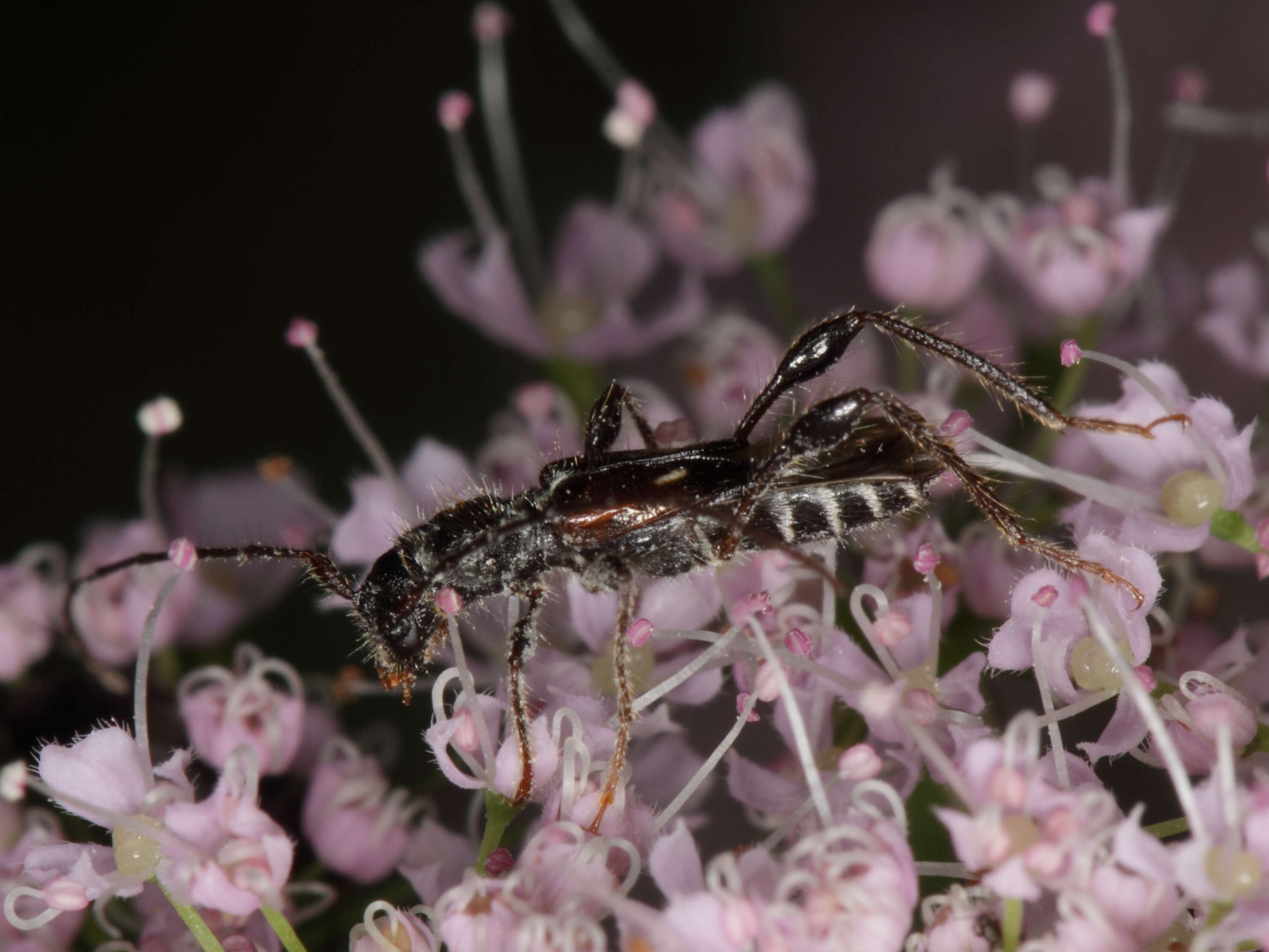 Image of Molorchus (Caenoptera) minor (Linné 1758)