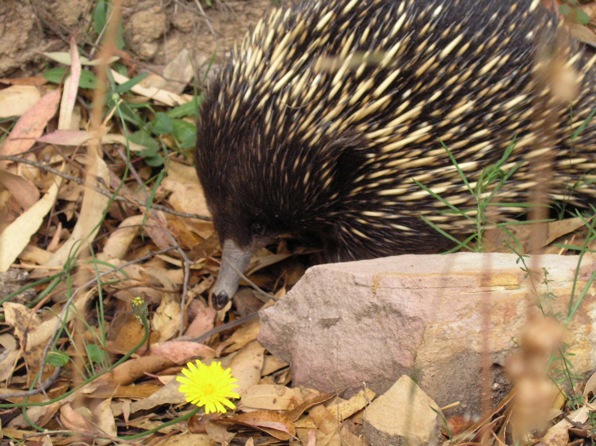 Image of Short-beaked Echidnas