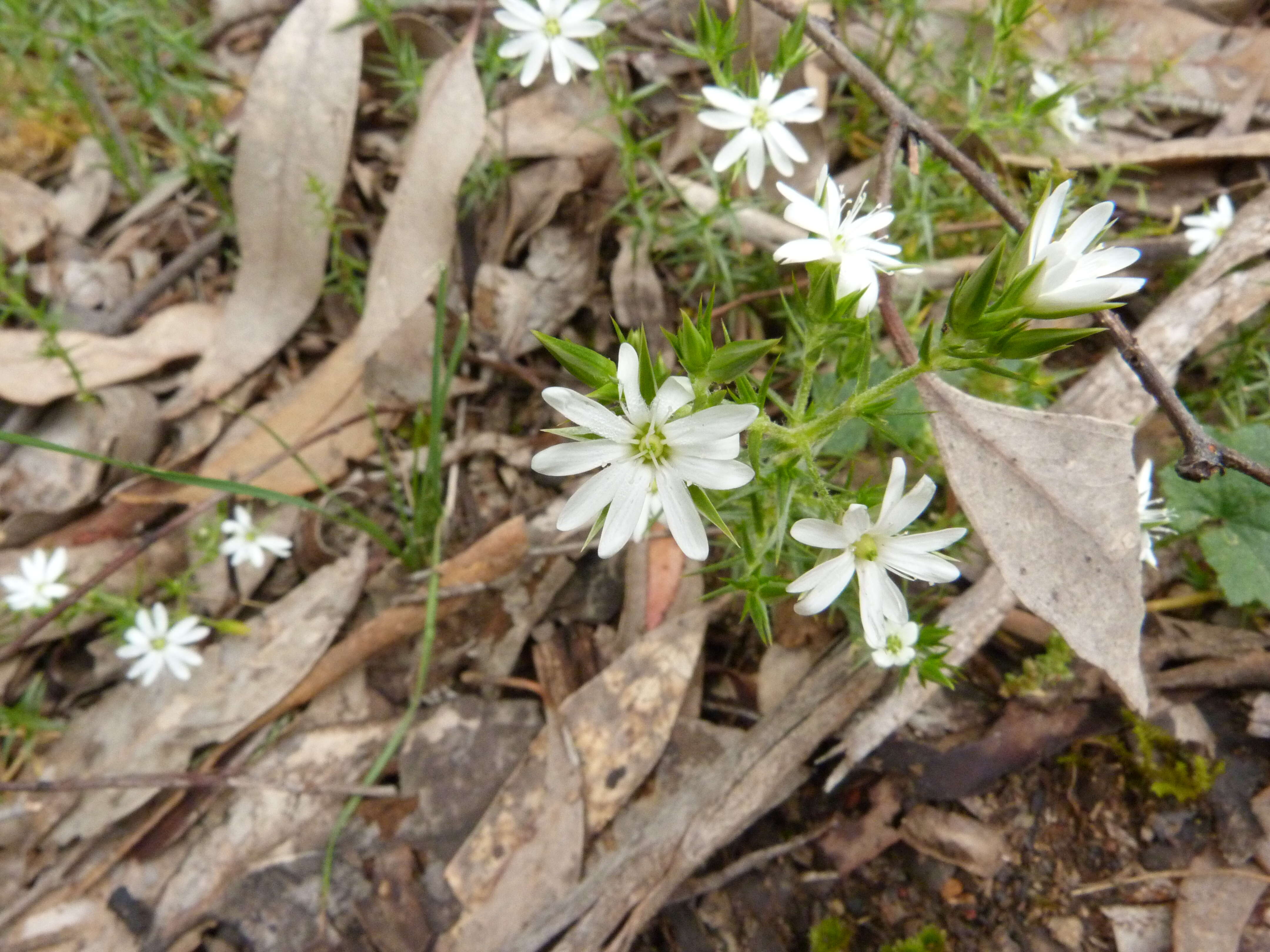 Image of Stellaria pungens Brongn.