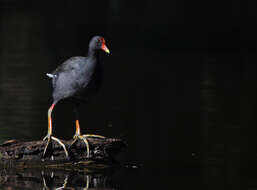 Plancia ëd Gallinula tenebrosa Gould 1846